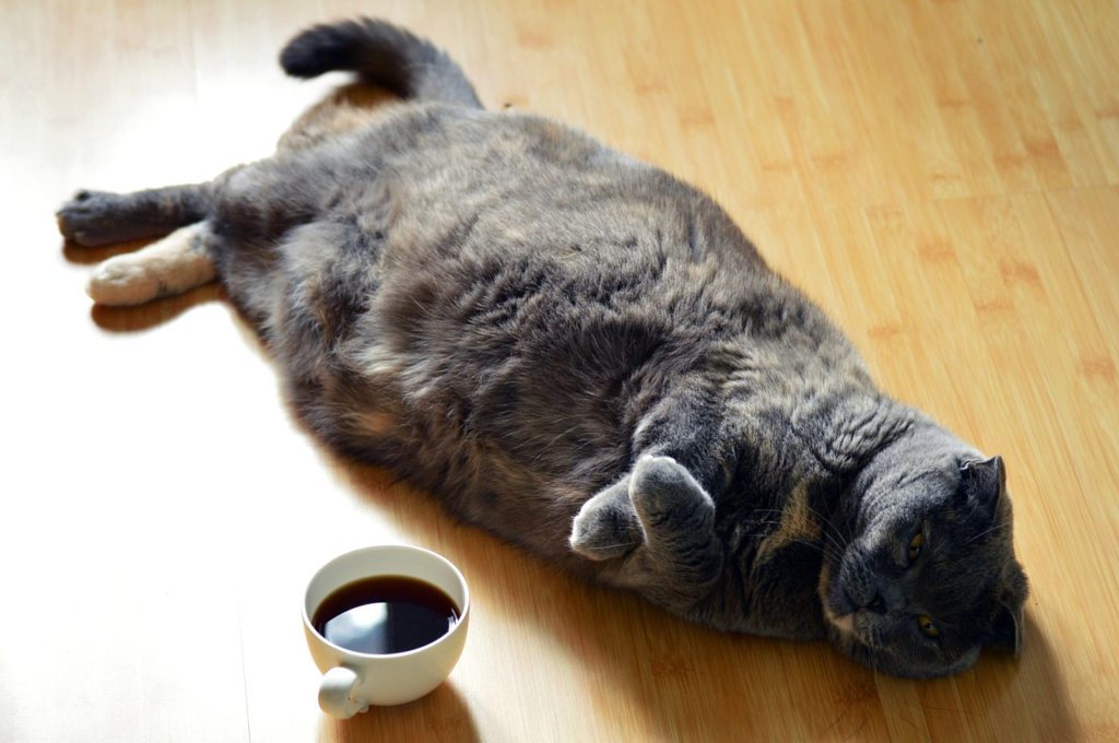 Caffeine Crash