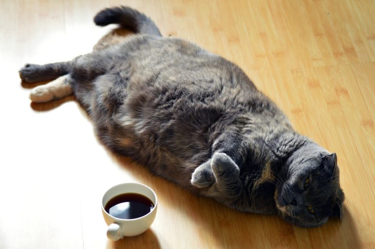 Caffeine Crash