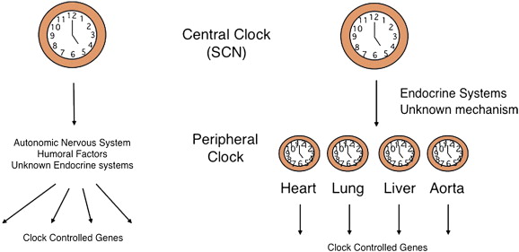 Circadian Clock 2 ง่วงนอน
