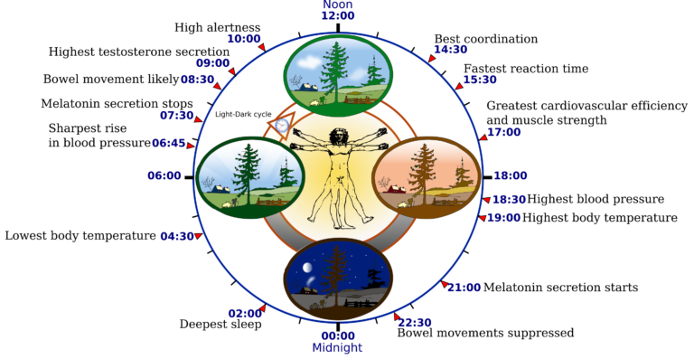 Circadian Rhythm ง่วงนอน