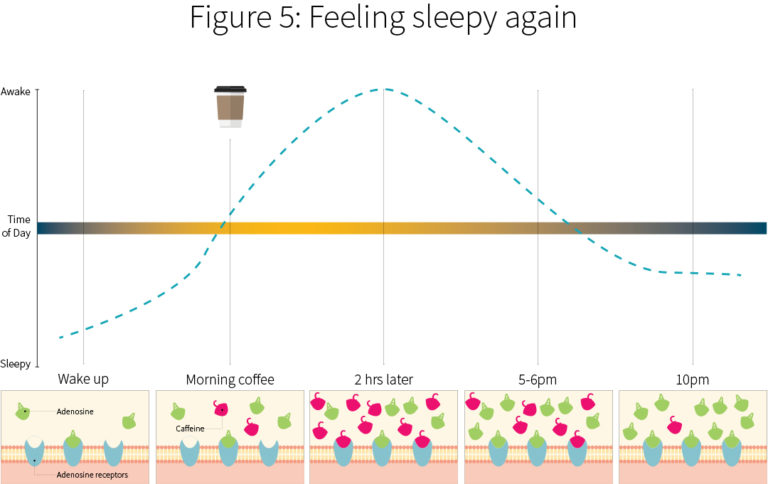 Caffeine Level
