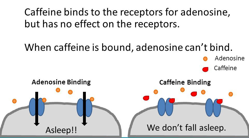 Caffeine and Adenosine